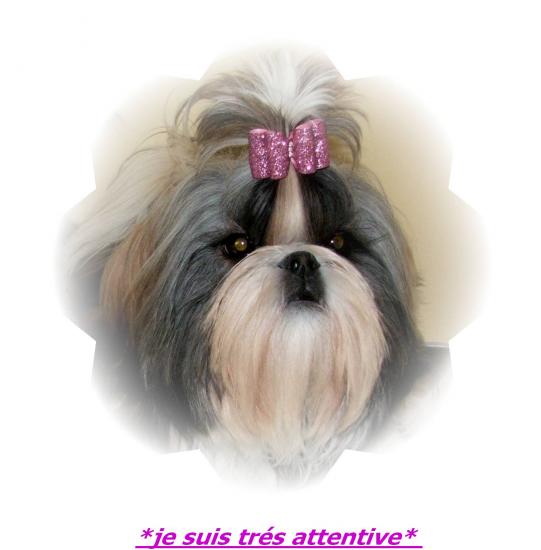 ma petite starlette