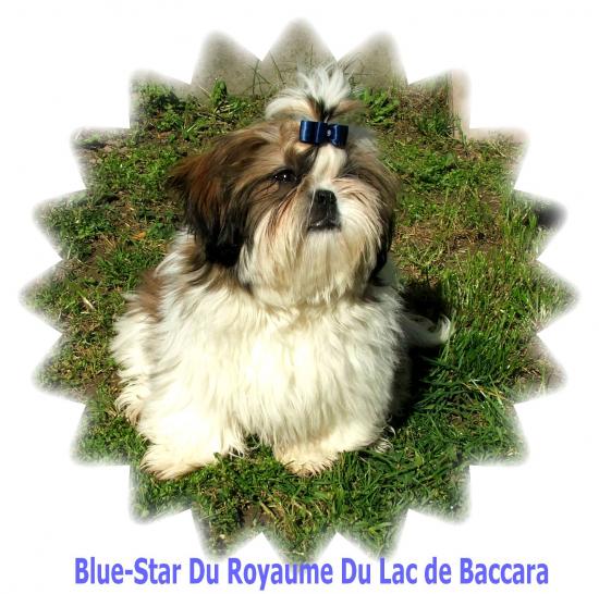 blue-star du royaume du lac de baccara