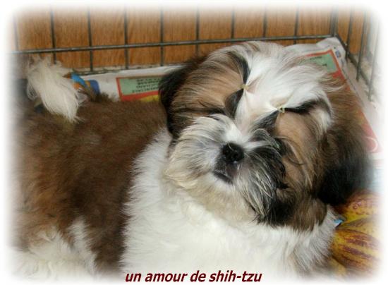 black-beauty a trois mois