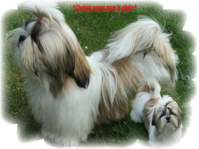 chelsea cotes jardin