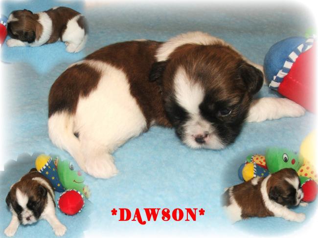 dawson du royaume du lac de baccara