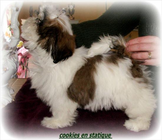 blue-star (cookies) a trois mois