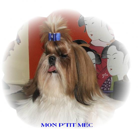 mamane