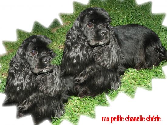 ma ptite chanelle ch&eacute;rie