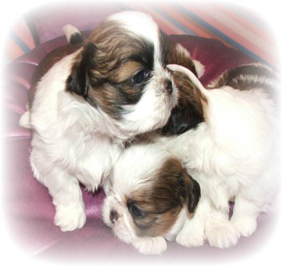 les petit bouts 2006