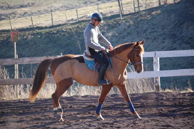 dressage