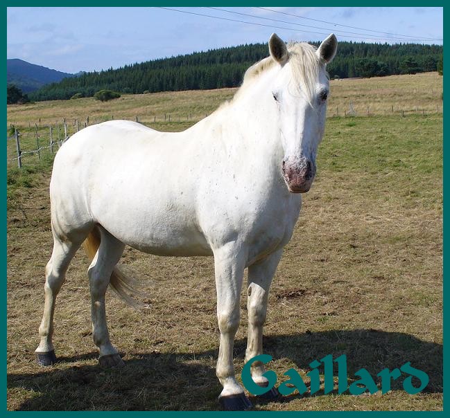 Gaillard
