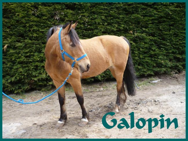 Galopin