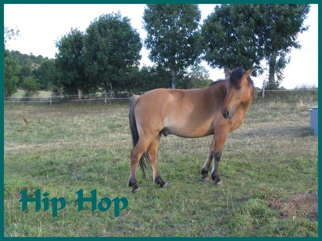 Hip Hop