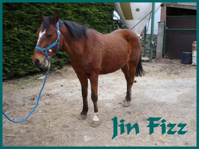 Jin Fizz