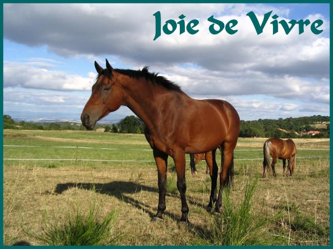 Joie de Vivre