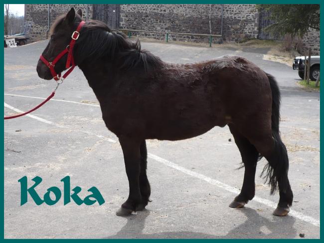 Koka
