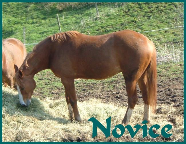 Novice