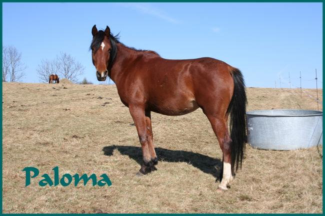 Paloma