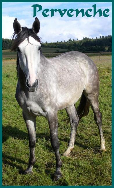 Pervenche