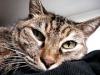 Album par d�faut