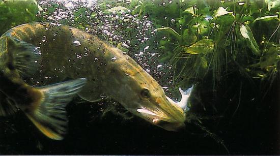 5ee761e-brochet.jpg