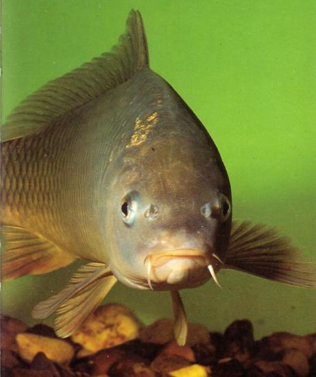 l49u7d7-carp-4.jpg