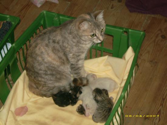n)minette et ses petits