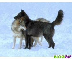 Les loups