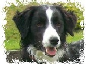 LE BORDER COLLIE