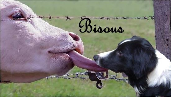 re28d20-bloom_vache.jpg