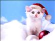 chat-blanc-noel-68kkm.jpg