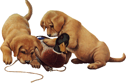 chien-canard-3gebp.gif