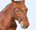 Grand Galop