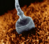conception