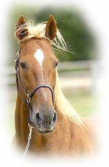 cheval