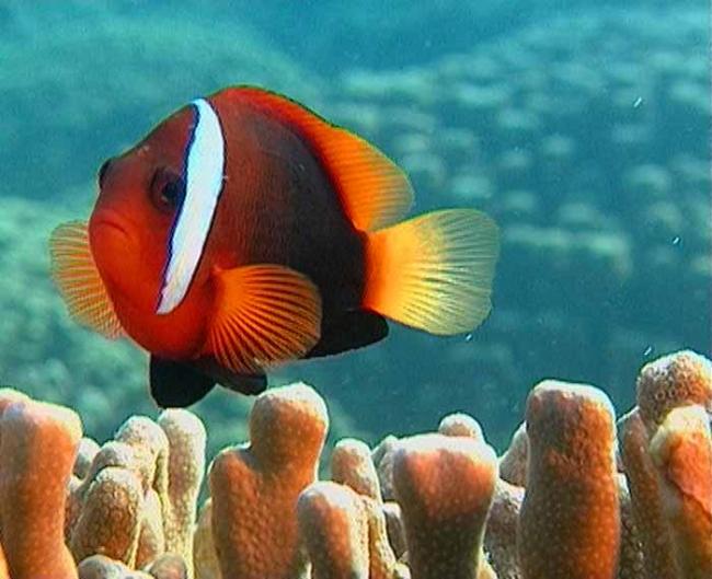 corail_11-evr1o.jpg
