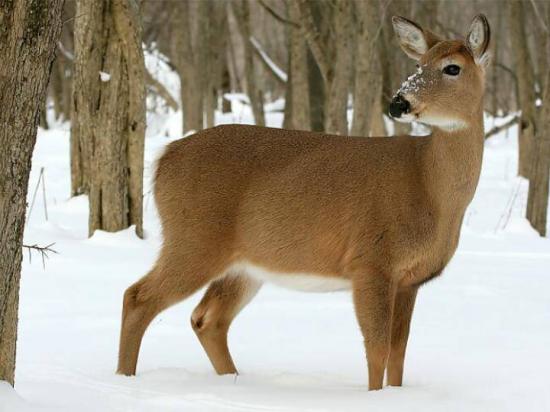 eerddud-cerf.jpg