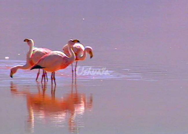 flamandsroses-2zw4x.jpg