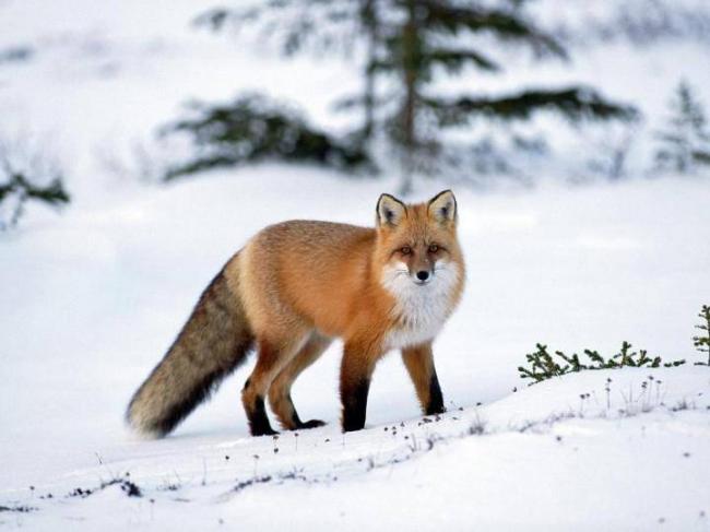 renard-1w43i.jpg