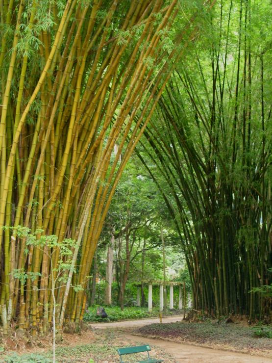 Rio-jardin botanique-9.JPG