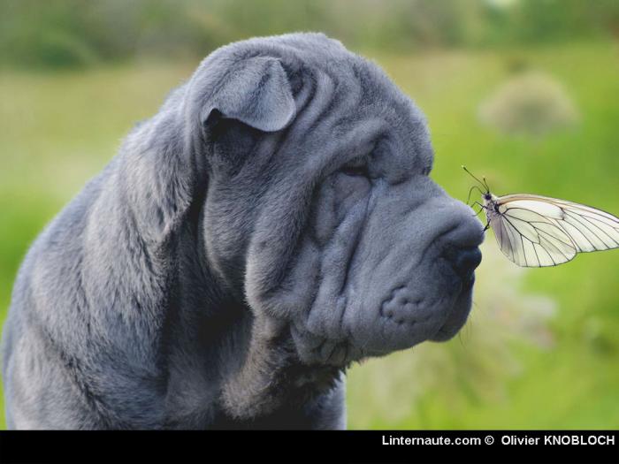 mes-shar-peis
