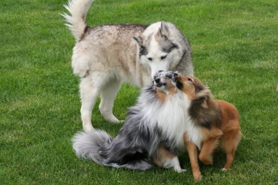 jony,aisha et bambou