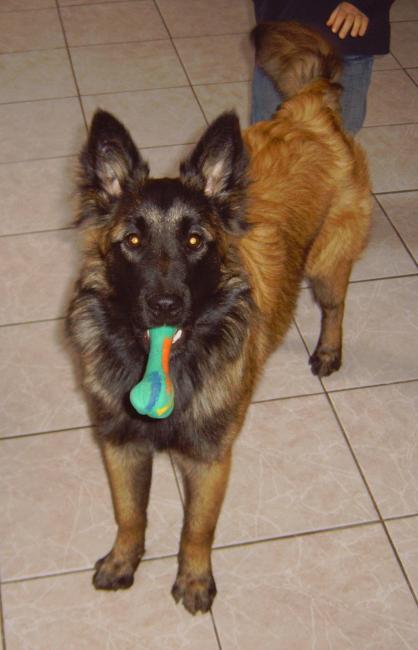 cheyenne