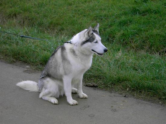 aisha notre husky