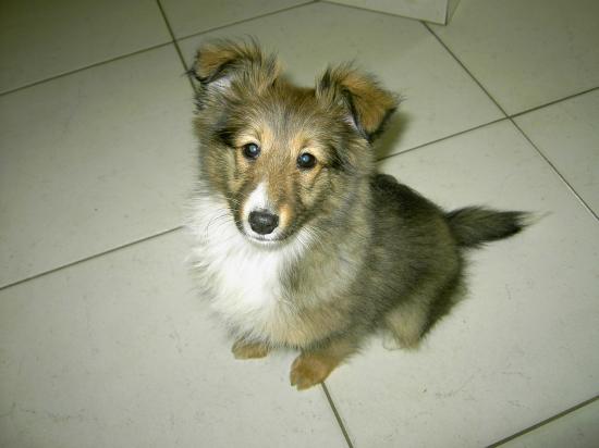 bambou notre bébé shetland