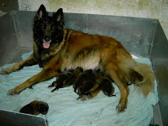 princesse et les bébés d ugues