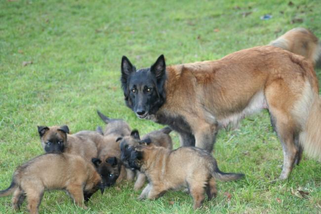 urka et ses bébés