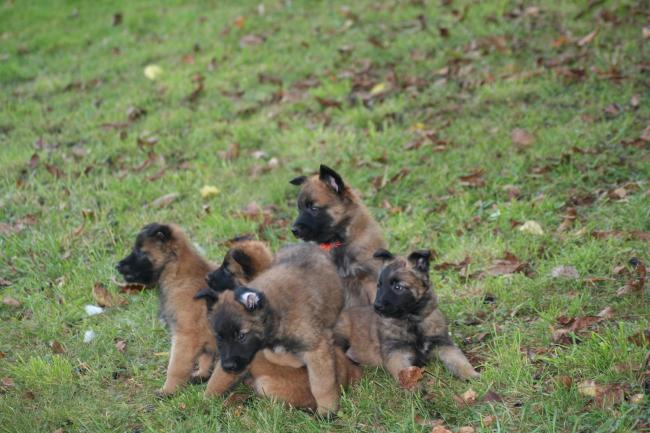 les bébés d urka et rebel