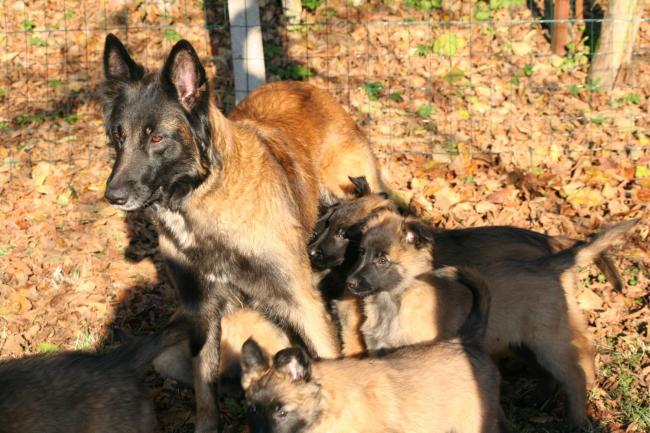 les bébés d urka et rebel