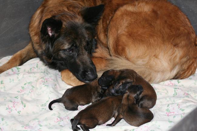 anouk et ses bébés