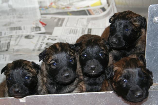 les bébés d anouk