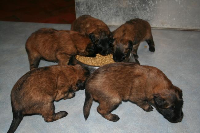 les bébés d anouk