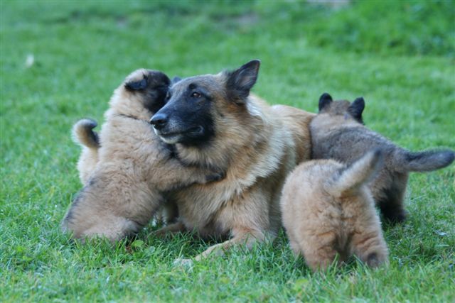 amira et ses bébés