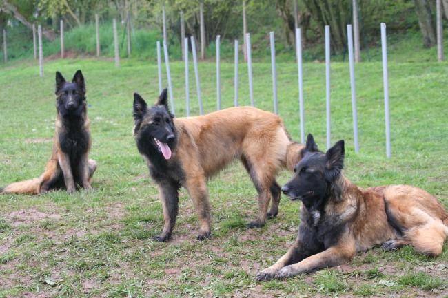 cilka , cheyenne et leur mère urka